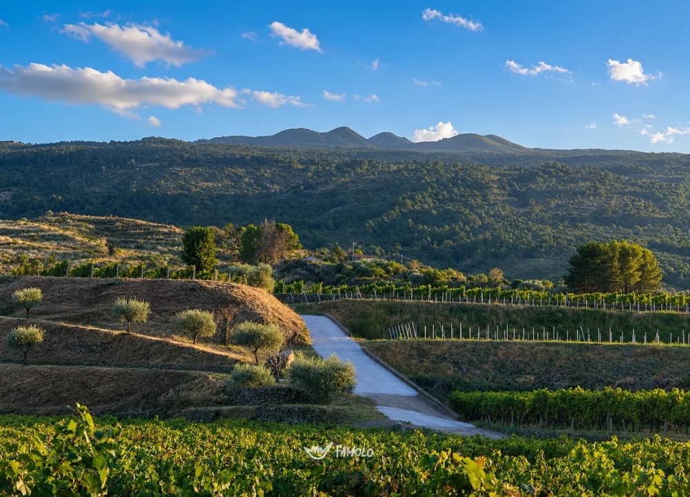 Famolo - Degustazione Barolo con visita guidata in cantina