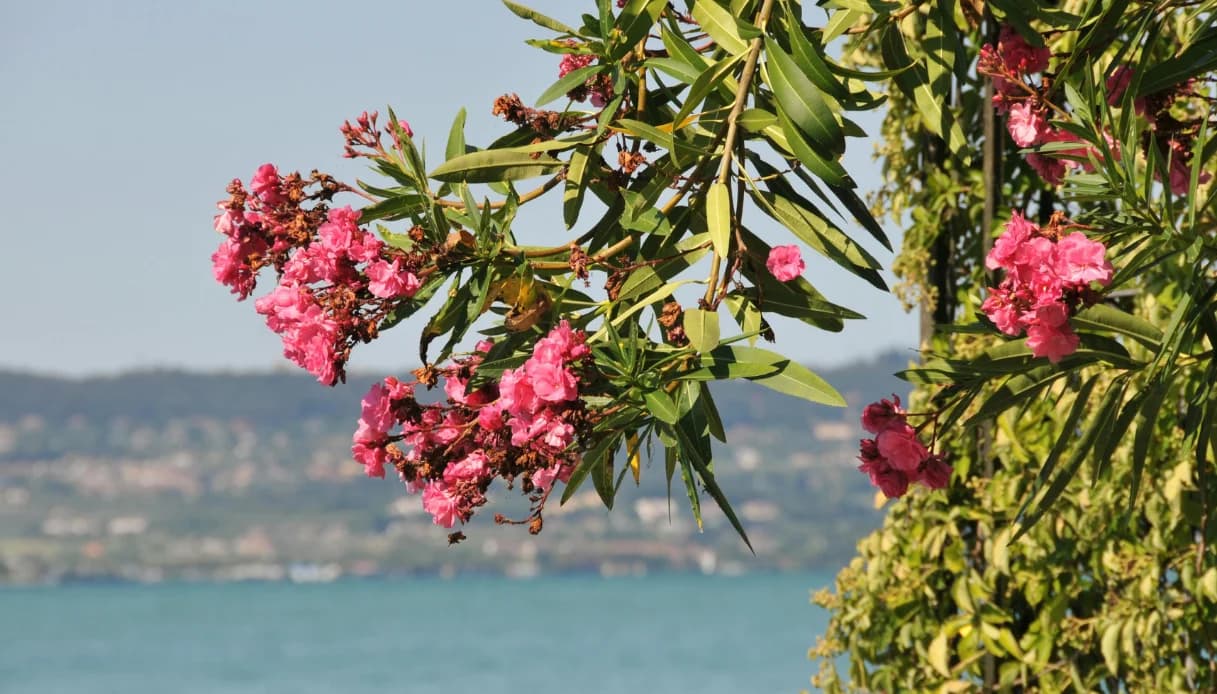 Primavera sul Lago di Garda: i giardini, i parchi e le fioriture più belle da visitare